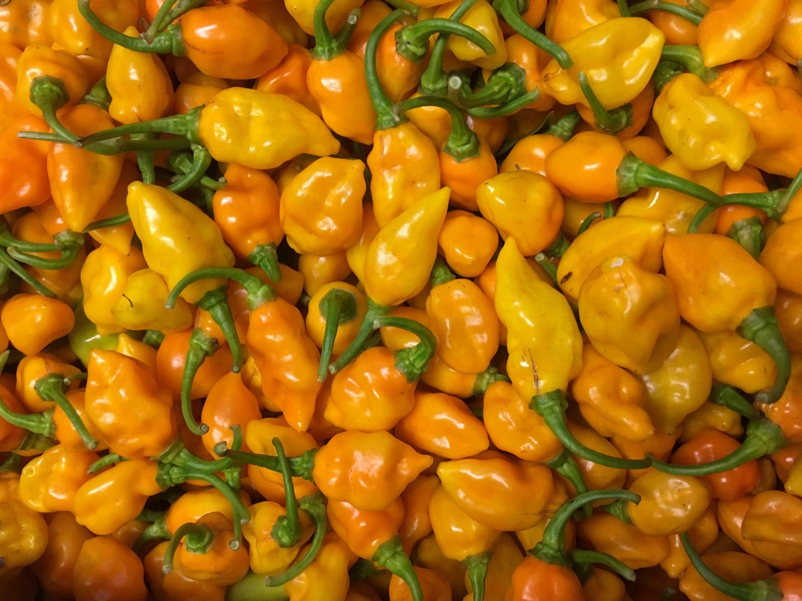 Aji Umba peppers from Capsicum chinense seeds with bumpy golden-orange fruit and lush foliage